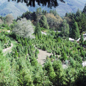 Trees