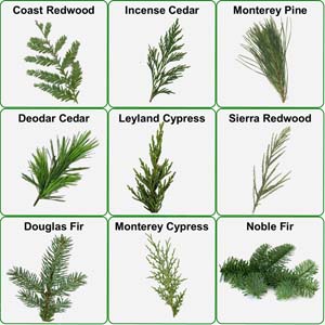 Evergreen Boughs