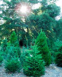 Wide variety of Christmas Trees
